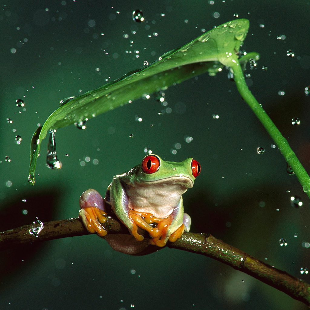 Tree Frog Wallpaper images