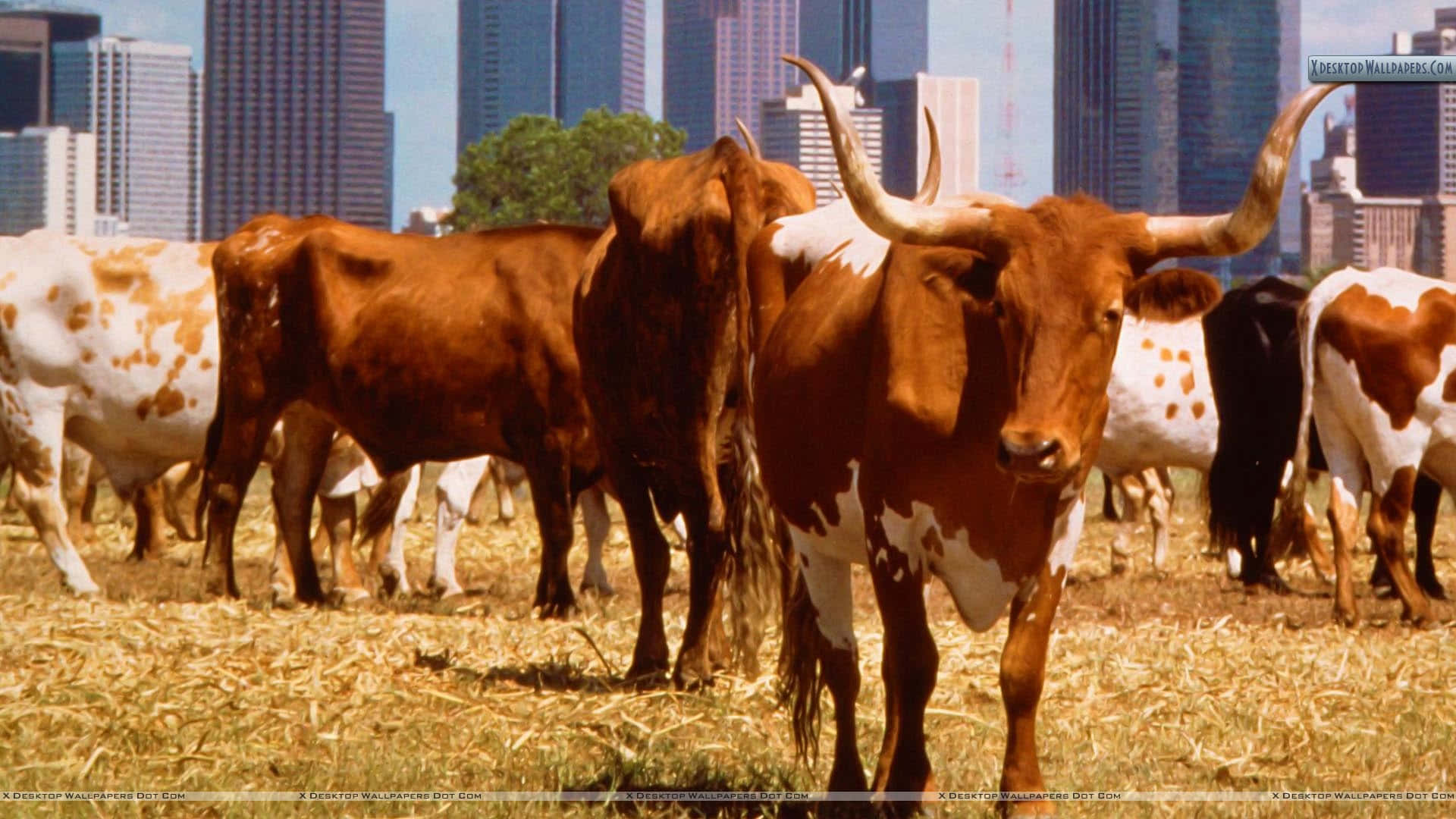 Dallas Texas Wallpaper