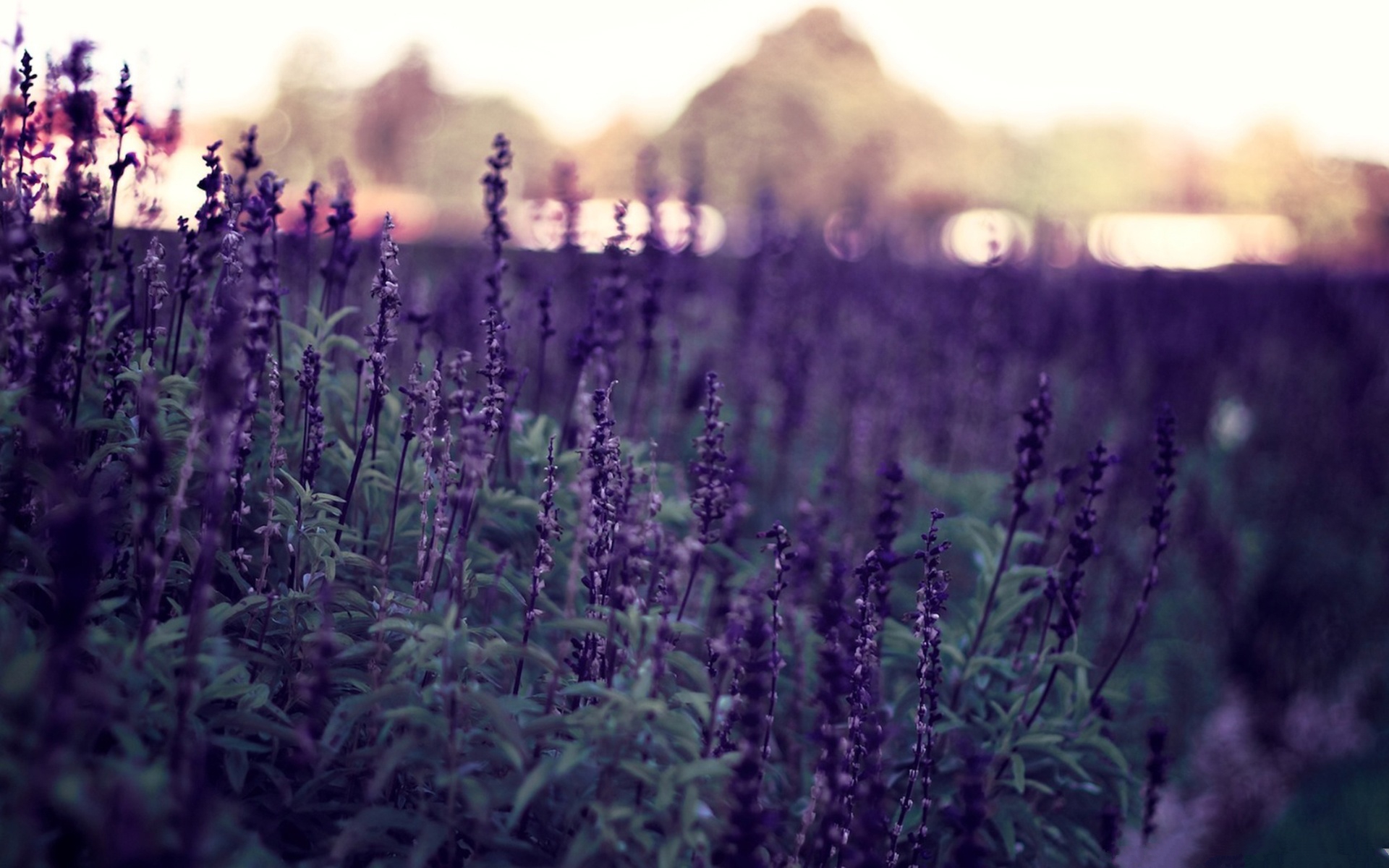 Lavender Flower Wallpaper HD
