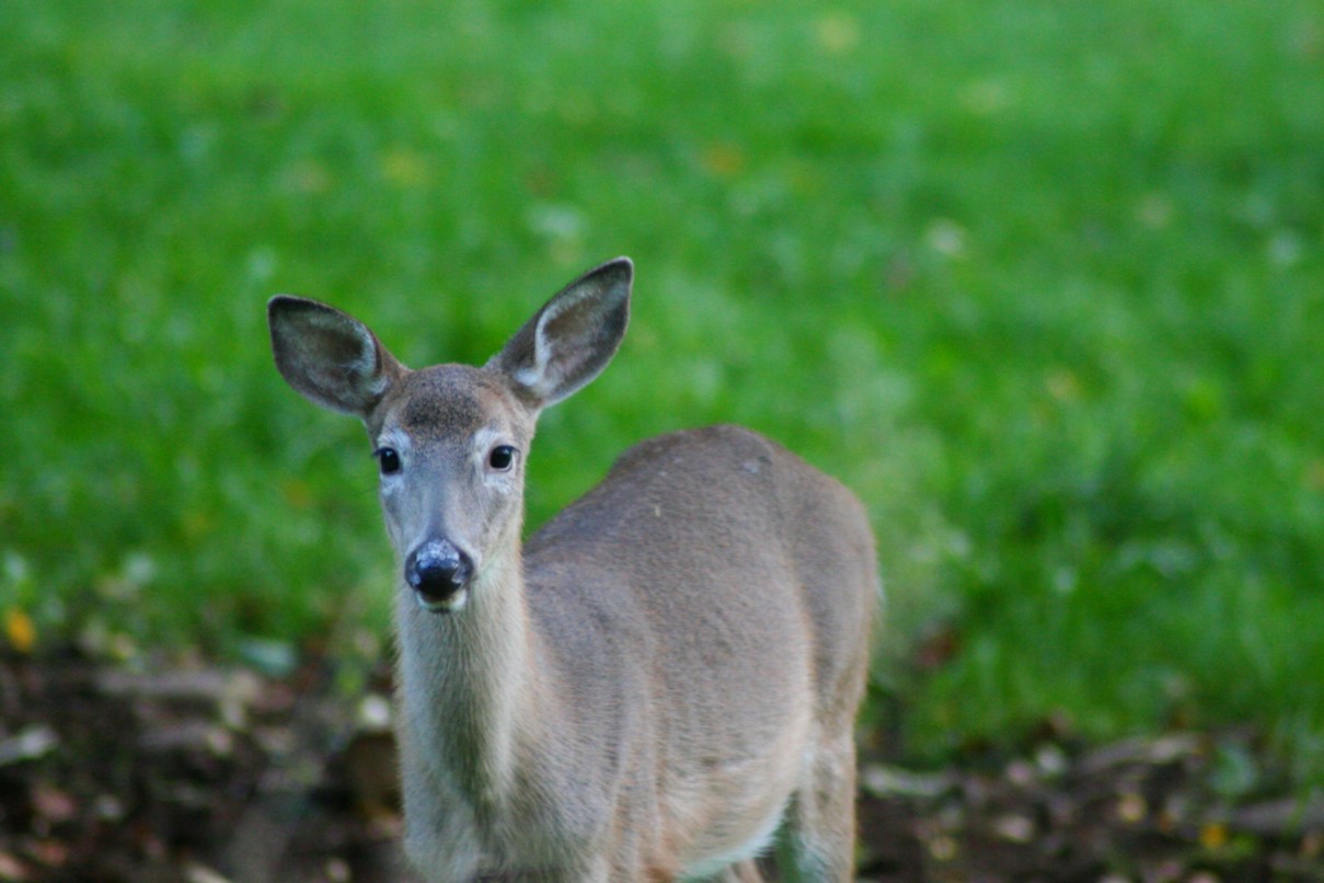 Yearling Whitetail Deer Wildlife Nature Pictures By