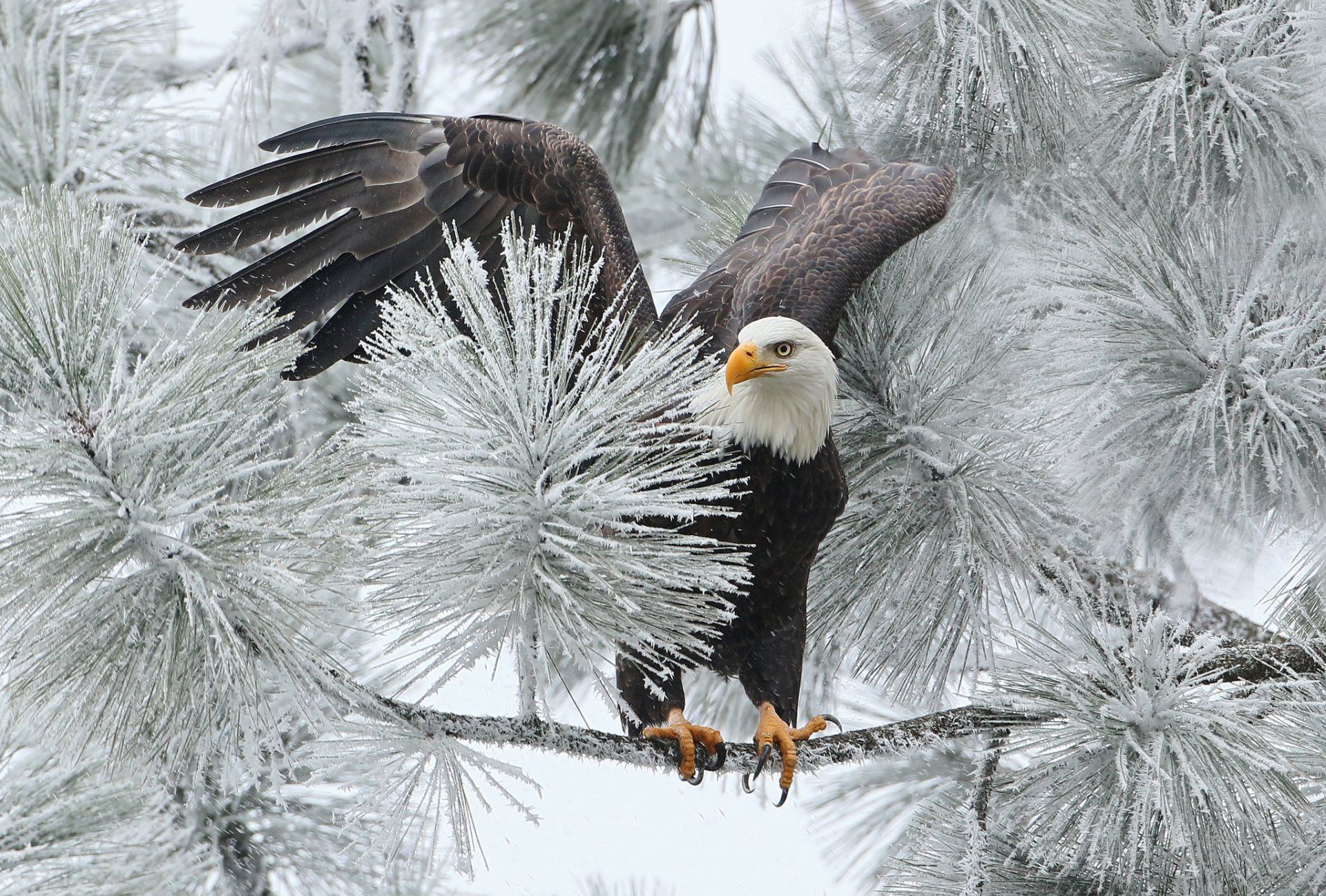 Animal Bald Eagle Bird Winter Branch Frozen Wallpaper