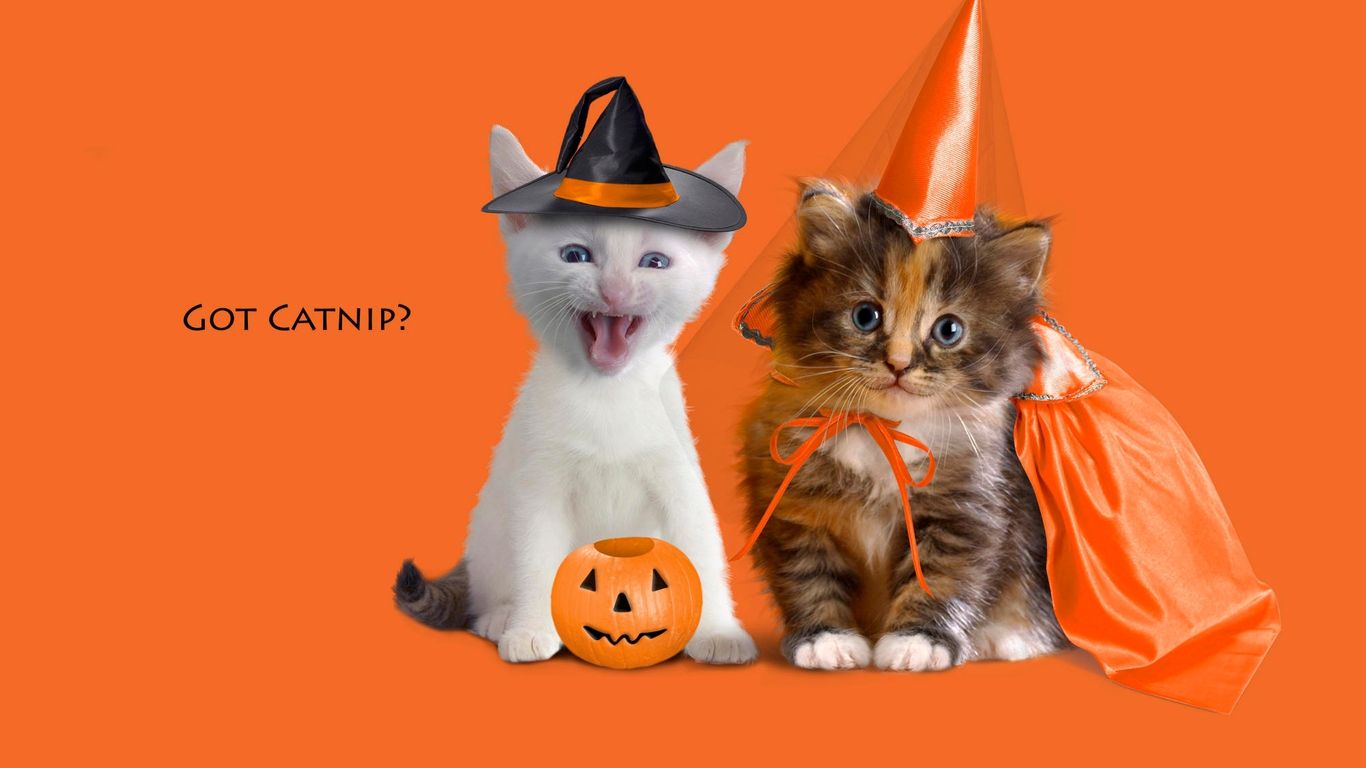 Image Detail For Halloween Wallpaper Funny Cat Desktop