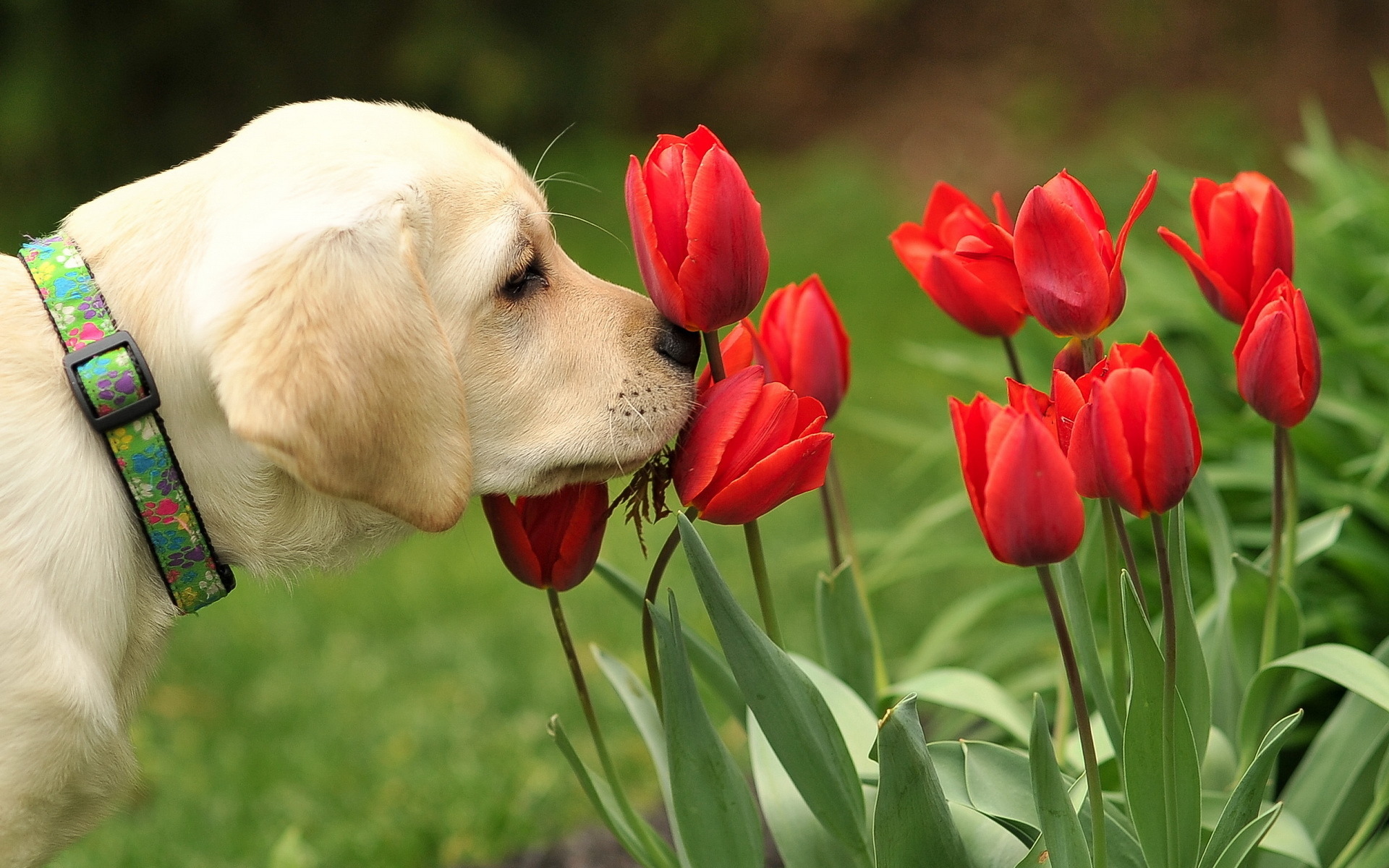 Dog and red tulips 1920 x 1200 Animals Photography MIRIADNA