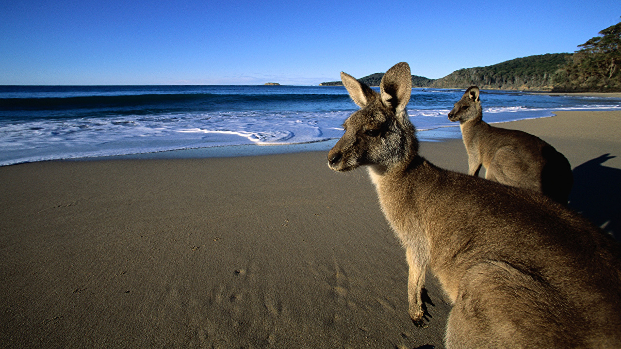 Wallpaper Kangaroo Eastern Grey Kangaroos On The Beach Australia