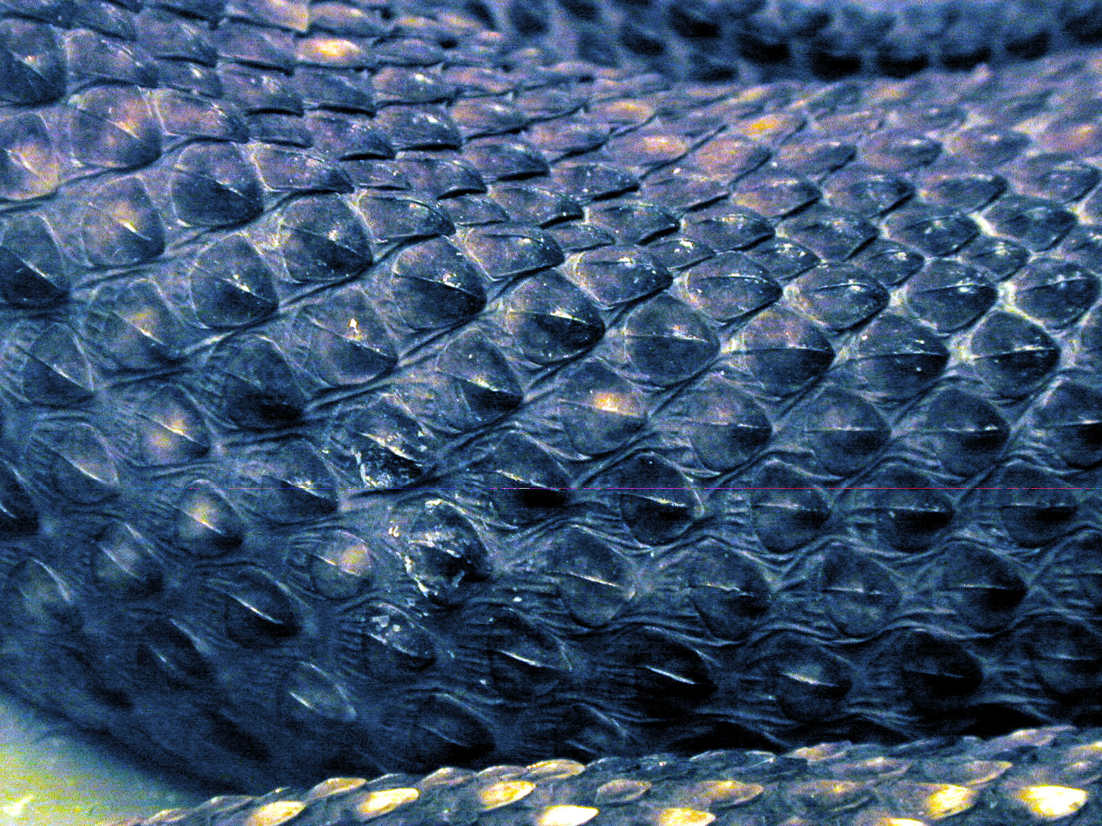 Snake Skin Wallpaper Patterns Background