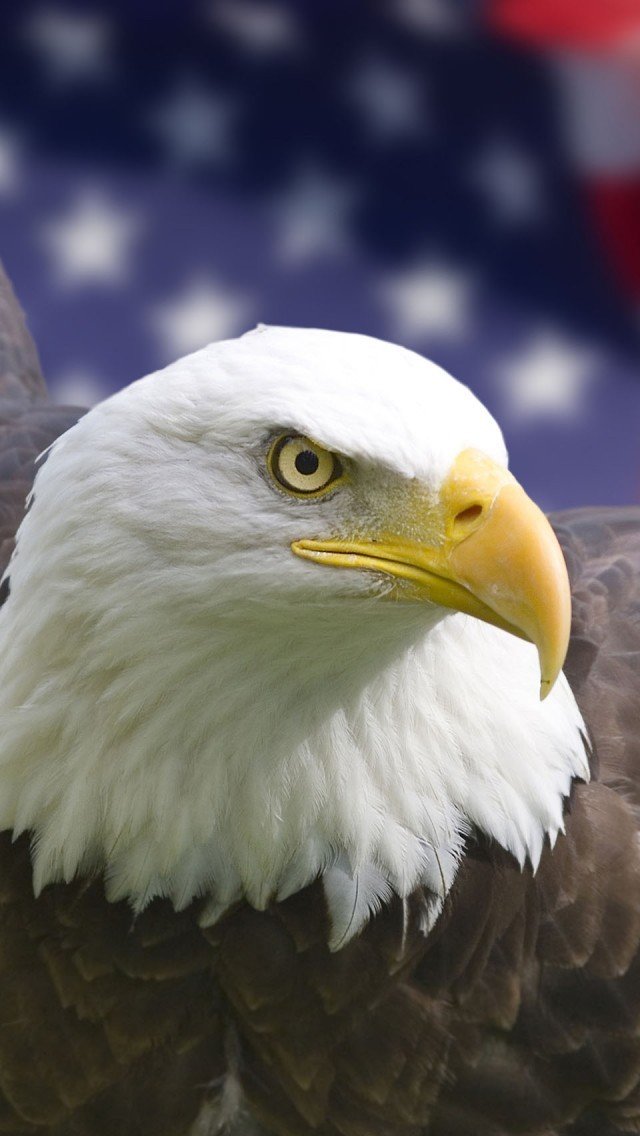 Eagle iPhone Wallpaper