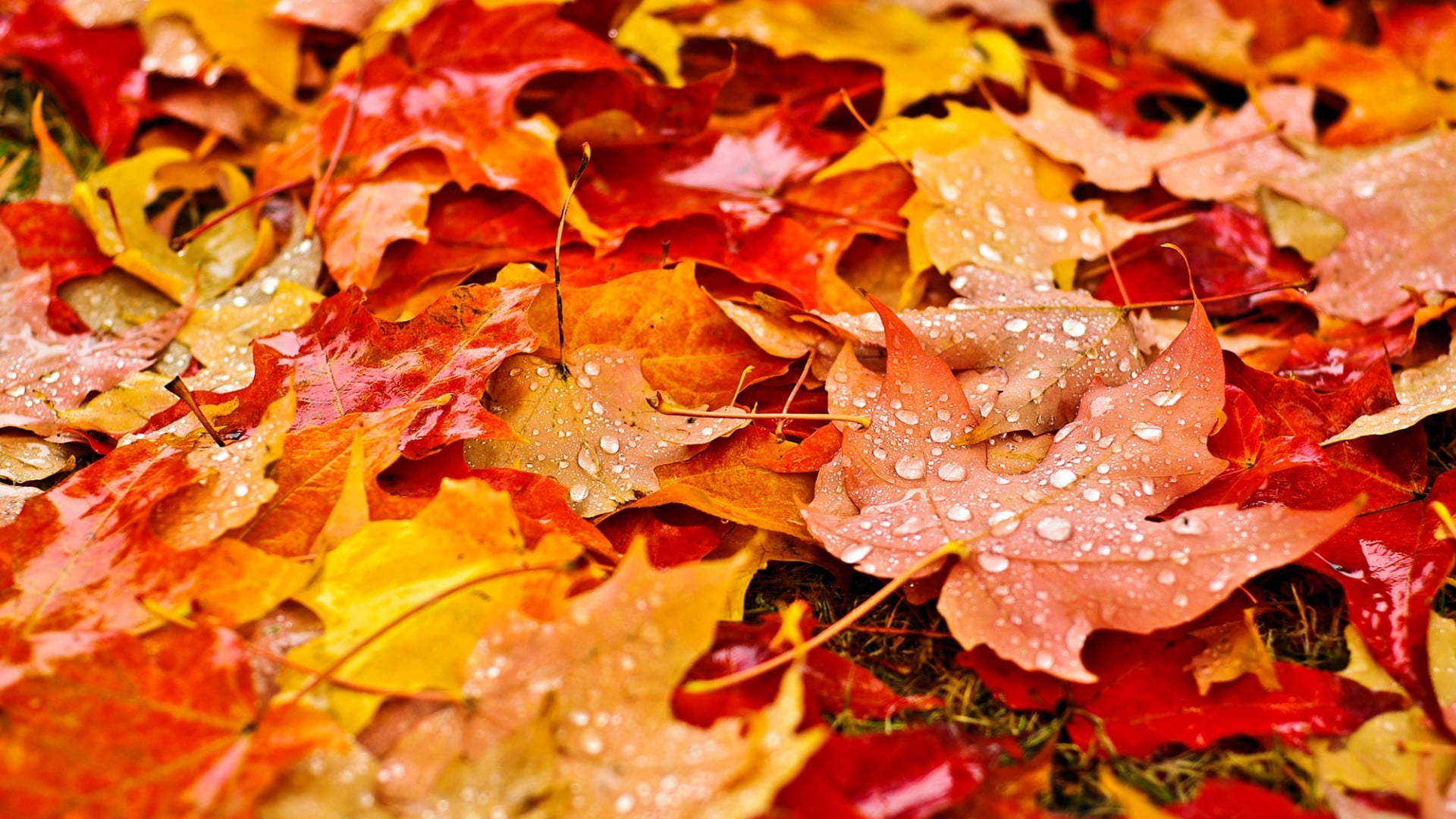 Yellow And Red Leaves Nature Fall Maple HD