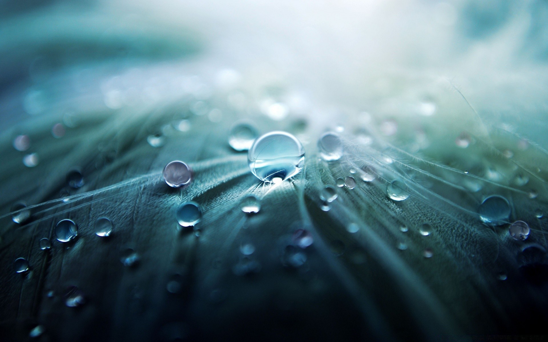 Droplets Wallpaper