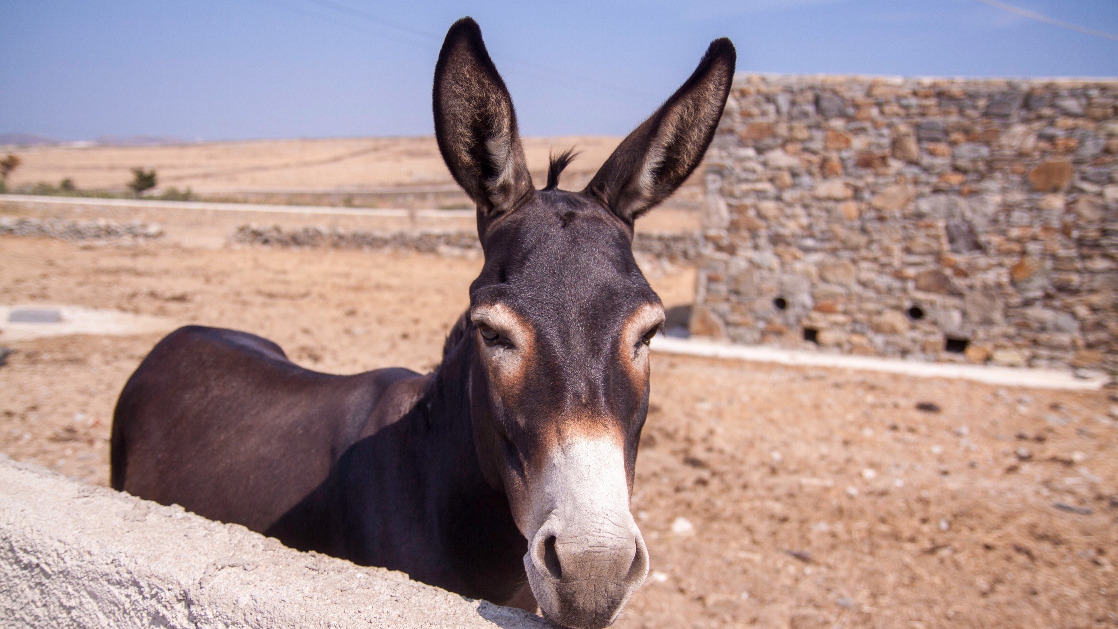 Donkey HD 4k Wallpaper