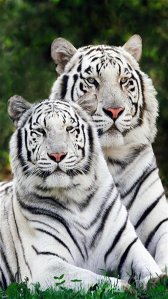 White Bengal Tigers Animal iPhone Wallpapers iPhone 5s4s3G