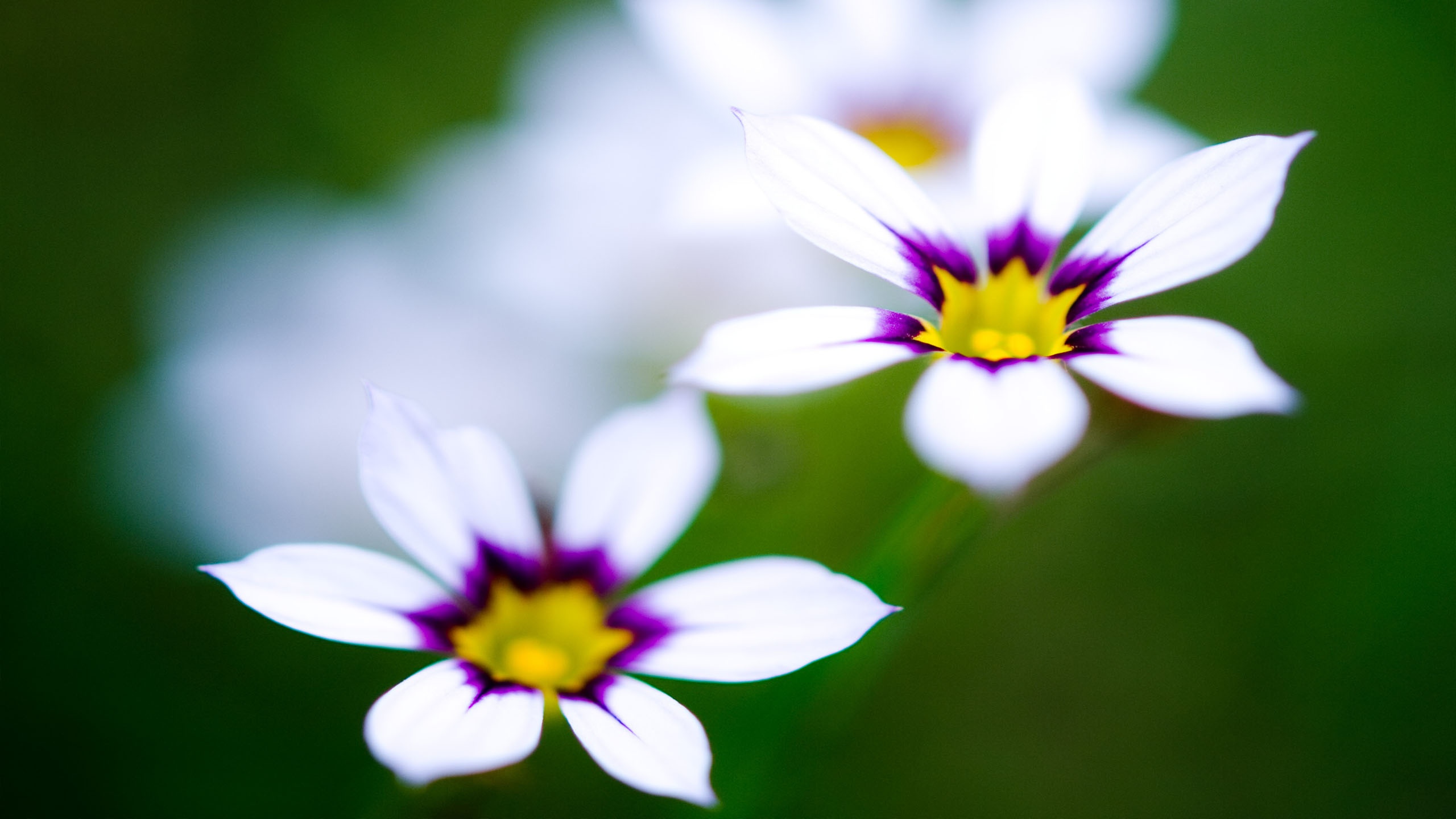 White Flowers Wallpaper