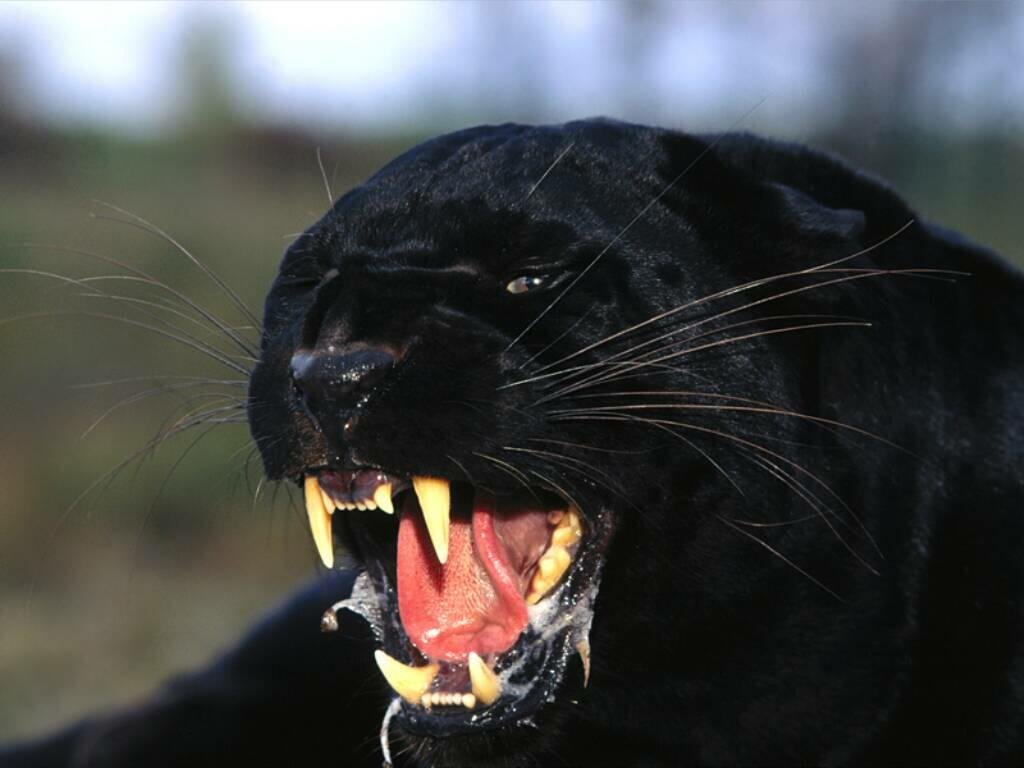World Image Gallery Black Panther
