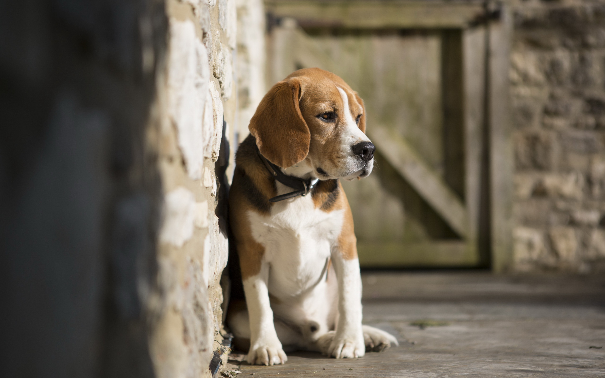 Sad Beagle Dog Sitting On The Cold Floor Wallpaper And Image
