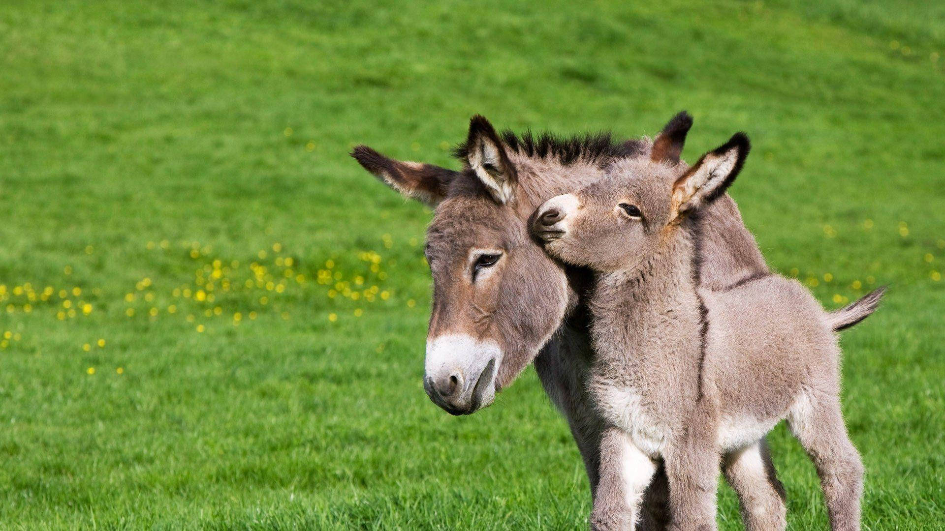 Donkey Wallpaper