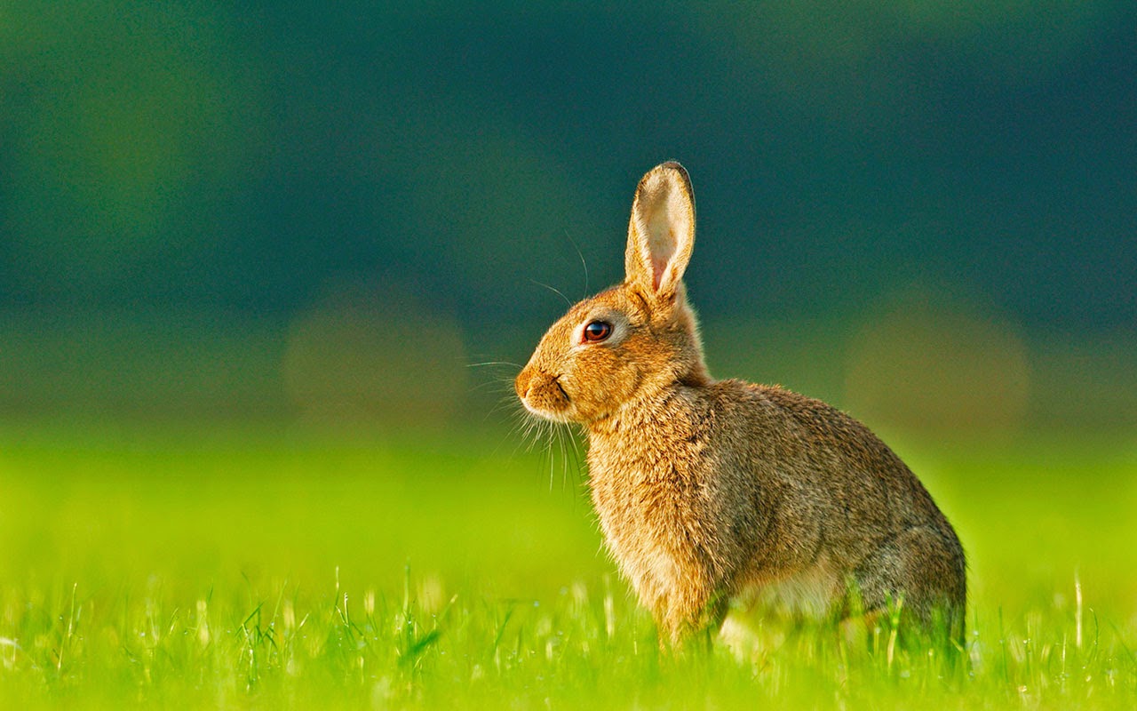 Rabbit HD Pictures Lovely Pets For Rabbits Desktop