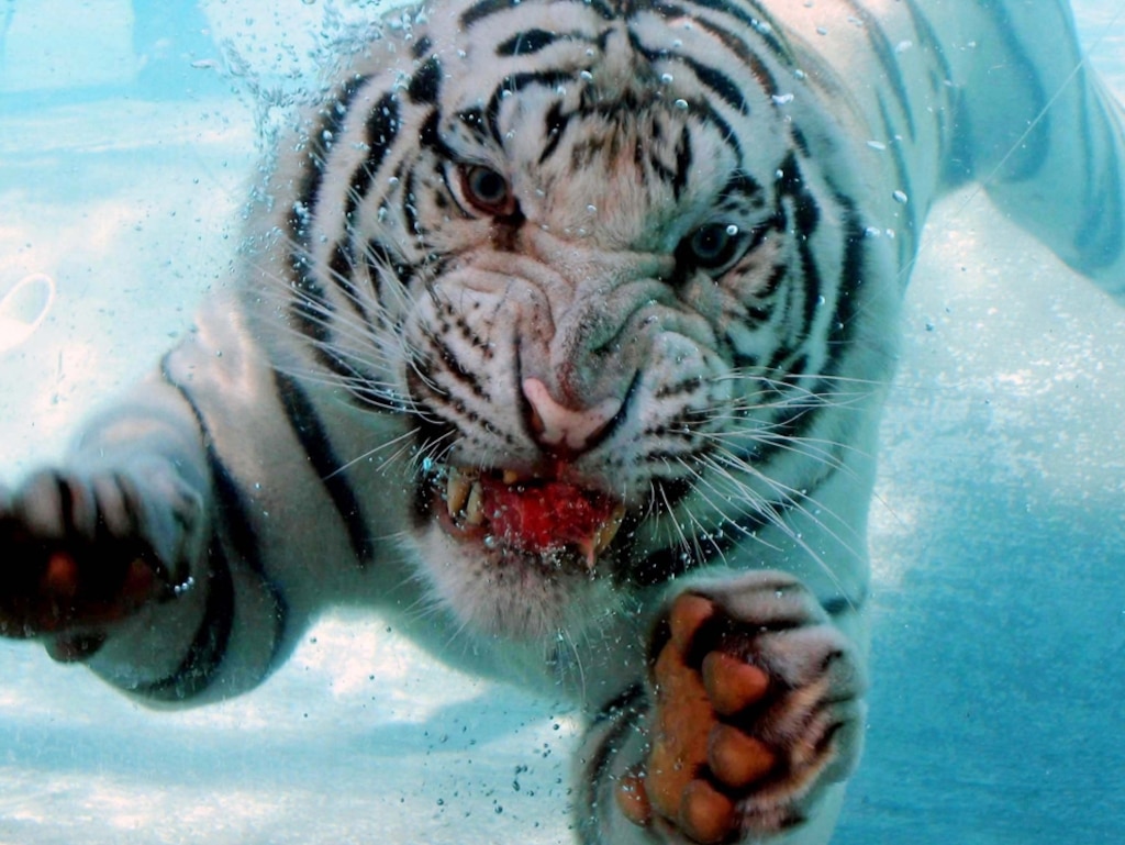 Diving Tiger California