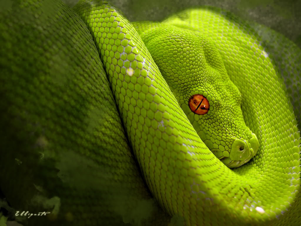 Green Snake Wallpaper Desktop Background