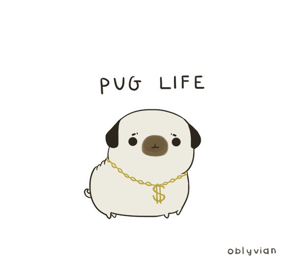 Best Image About Chatos Pugs Pug