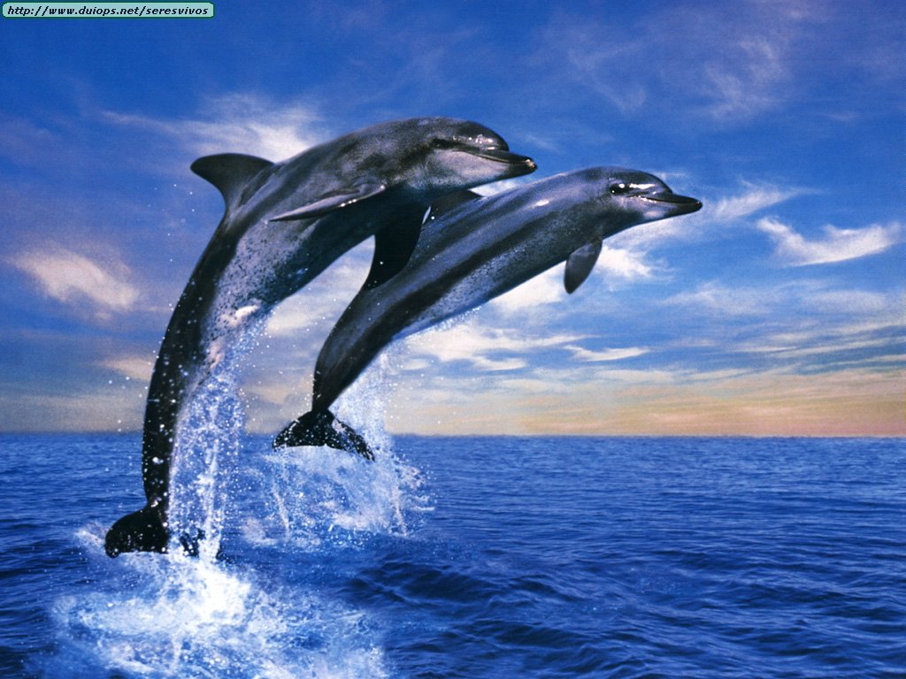 ChristianHDwallpaper Dolphin Wallpaper