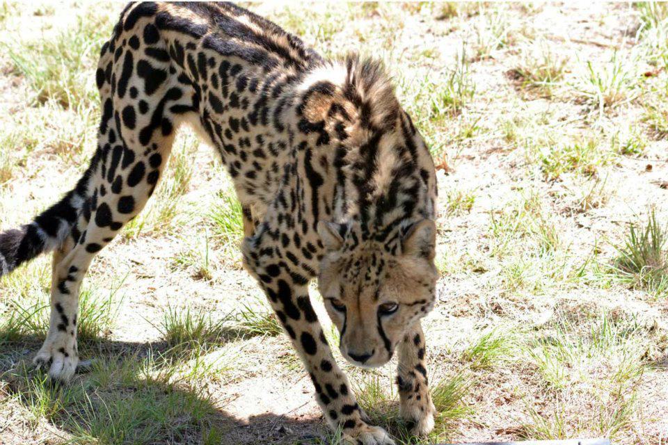 King Cheetah Wallpaper Courtesy Gepard