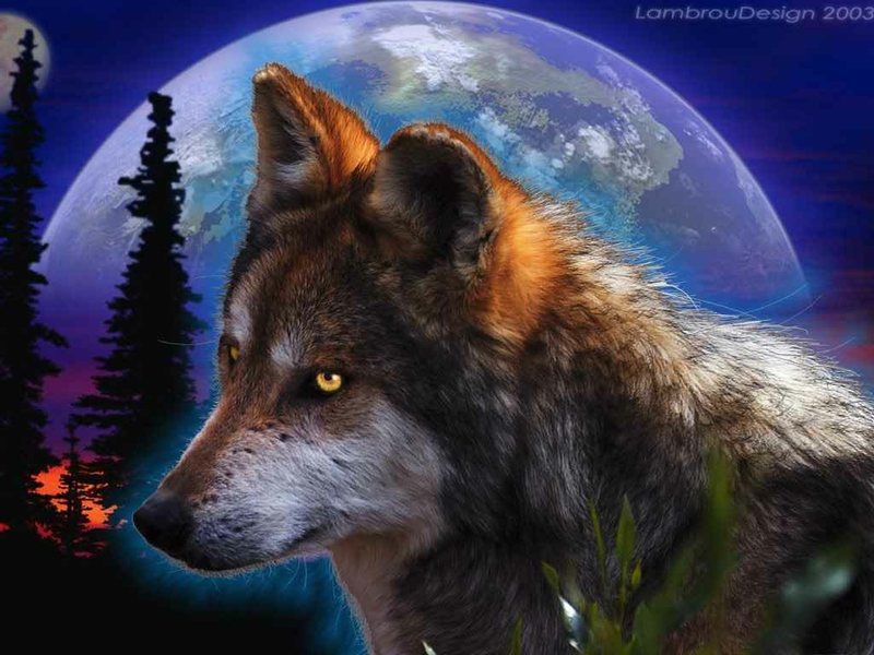 Url Picstopin Night Wolf Desktop Wallpaper