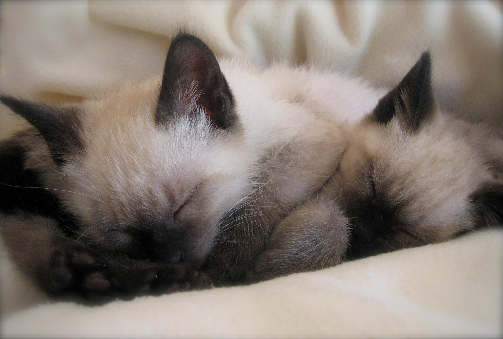 Pictures Of Siamese Cats Desktop Background