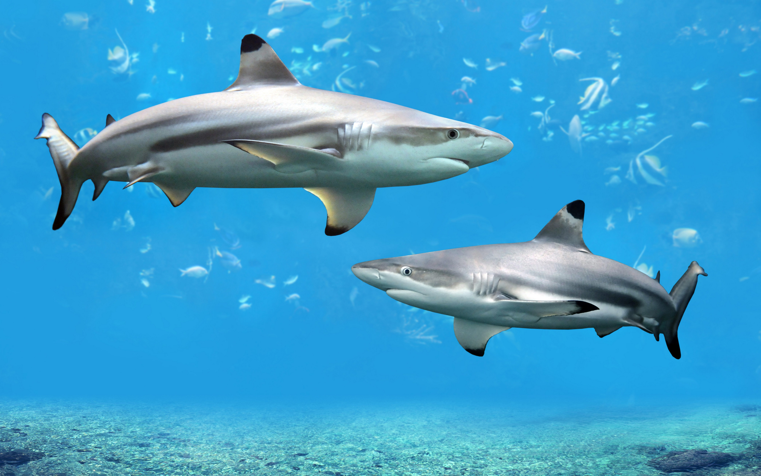 Desktop Shark HD Wallpaper