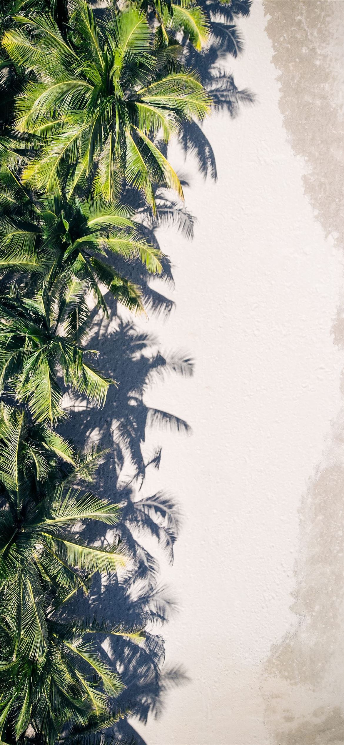 coconut palm trees iPhone 12 Wallpapers Download 1170x2532