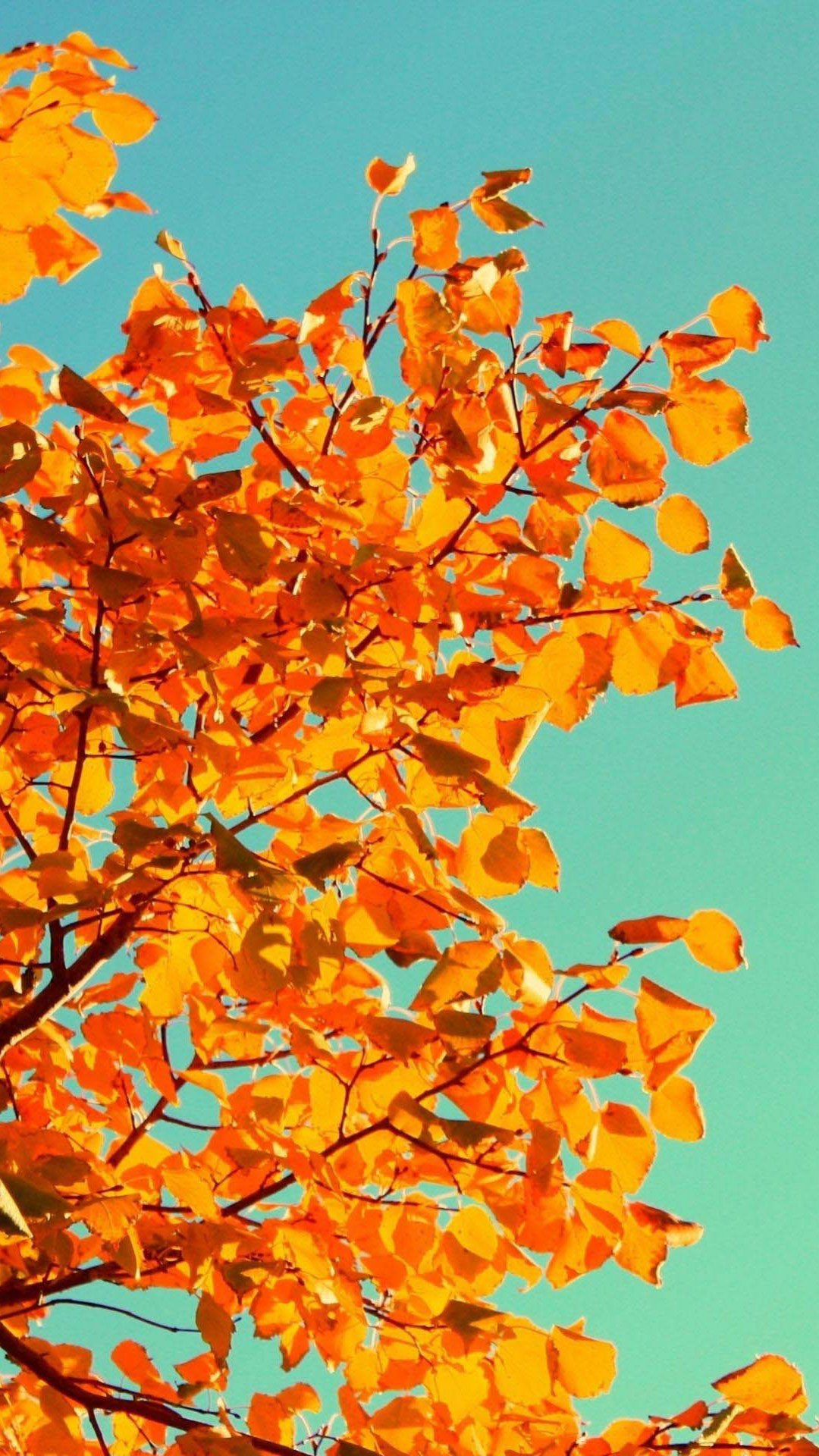 Fall Tree Art iPhone Wallpaper
