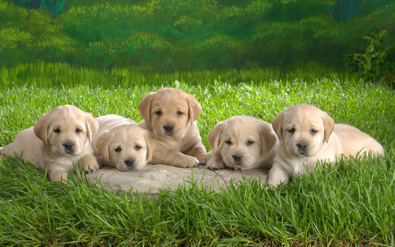  cute puppies and dogs with the title Some cute puppies and dogs