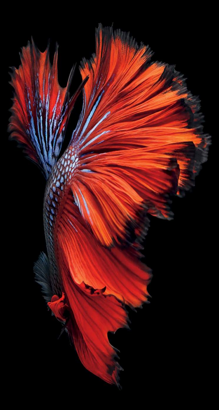 Ios9 Black Red Fish Cool Wallpaper Sc iPhone5s Se