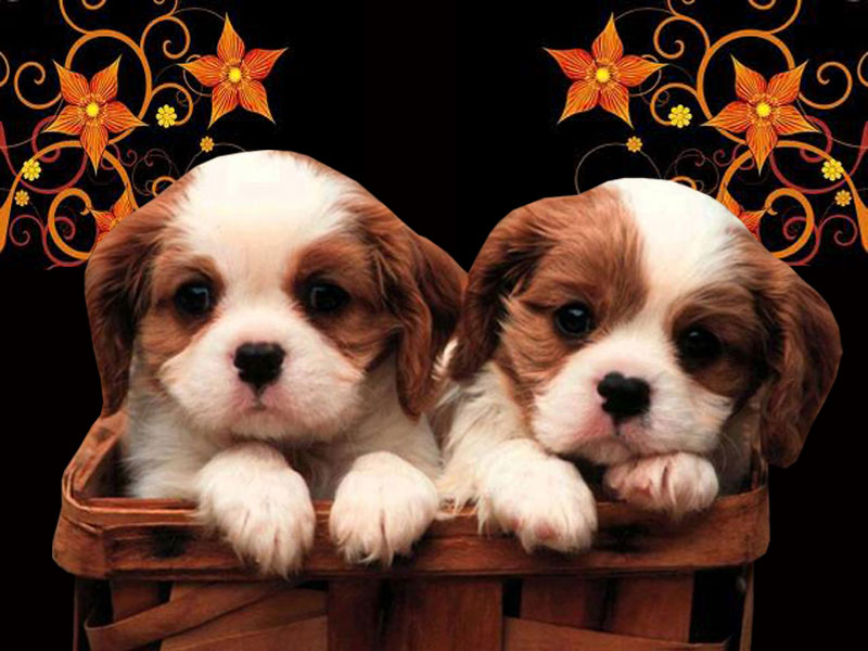 Free download puppies wallpapers display puppies wallpapers cute puppies  wallpapers [800x600] for your Desktop, Mobile & Tablet | Explore 49+  Christmas Puppies Wallpapers Free | Christmas Puppies Wallpaper, Free Cute  Puppies Wallpapers,