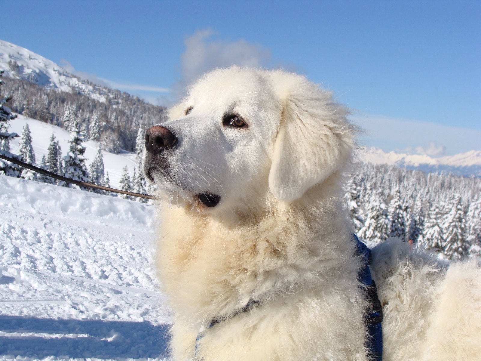 Winter Slovak Cuvac Dog Photo And Wallpaper Beautiful