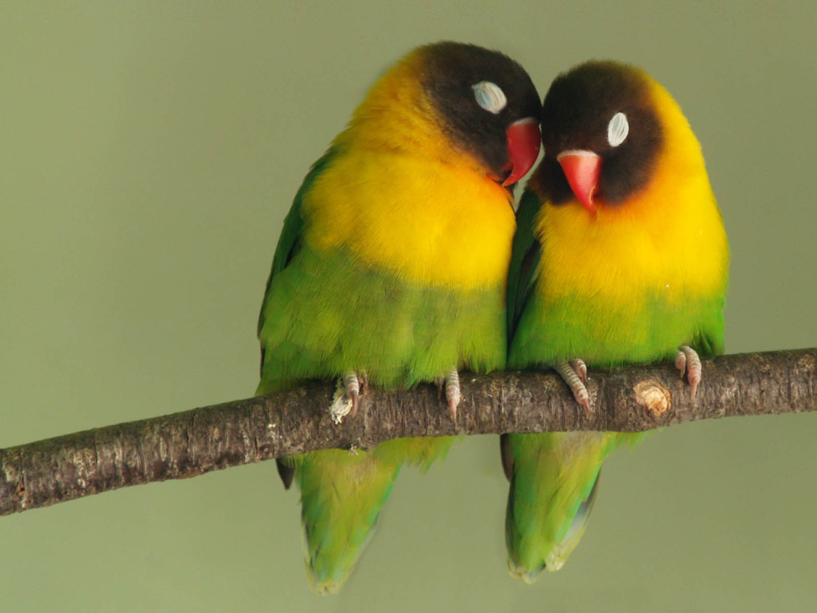 Love Birds Desktop Wallpaper