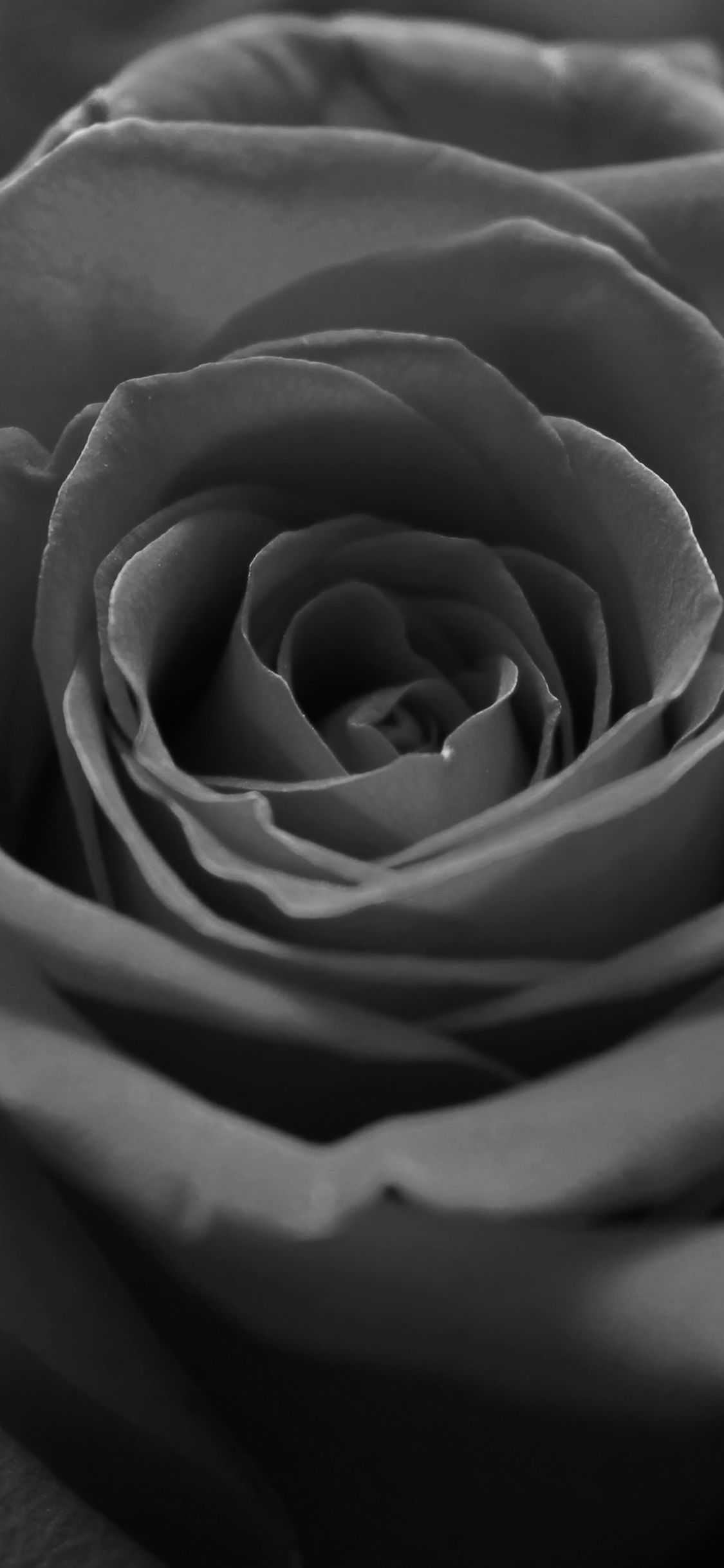 Black Rose iPhone Wallpaper On