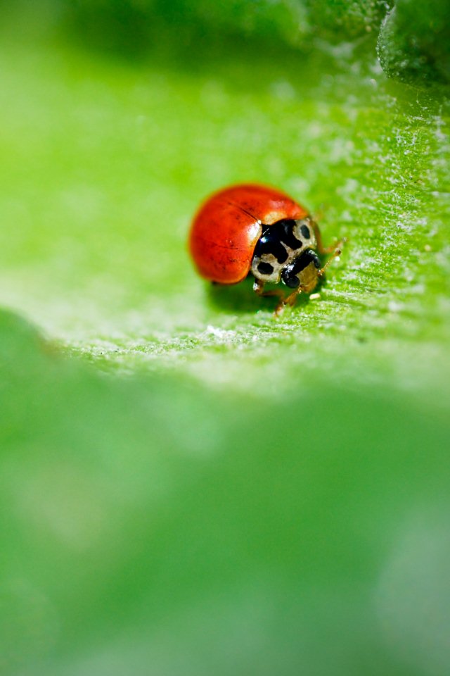 Ladybug Wallpaper For iPhone 3gs 3g 4s Original With High