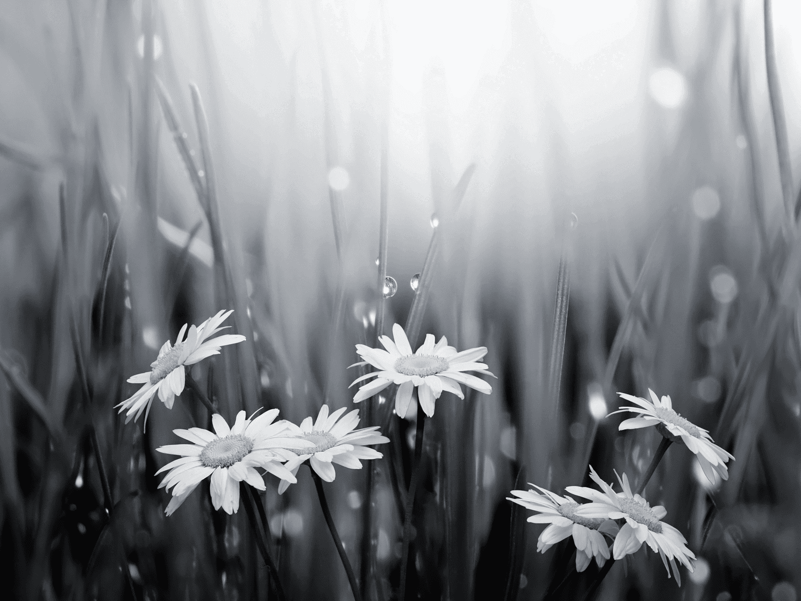 Black And White Flowers Wallpaper HD