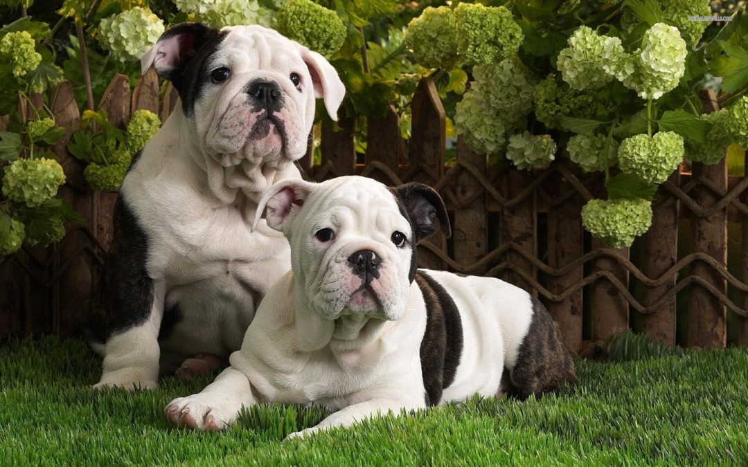 Cute Bulldog Puppies Pictures HD Wallpaper Of