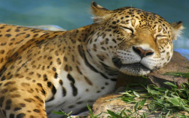 HD Leopard Sleeping Wallpaper