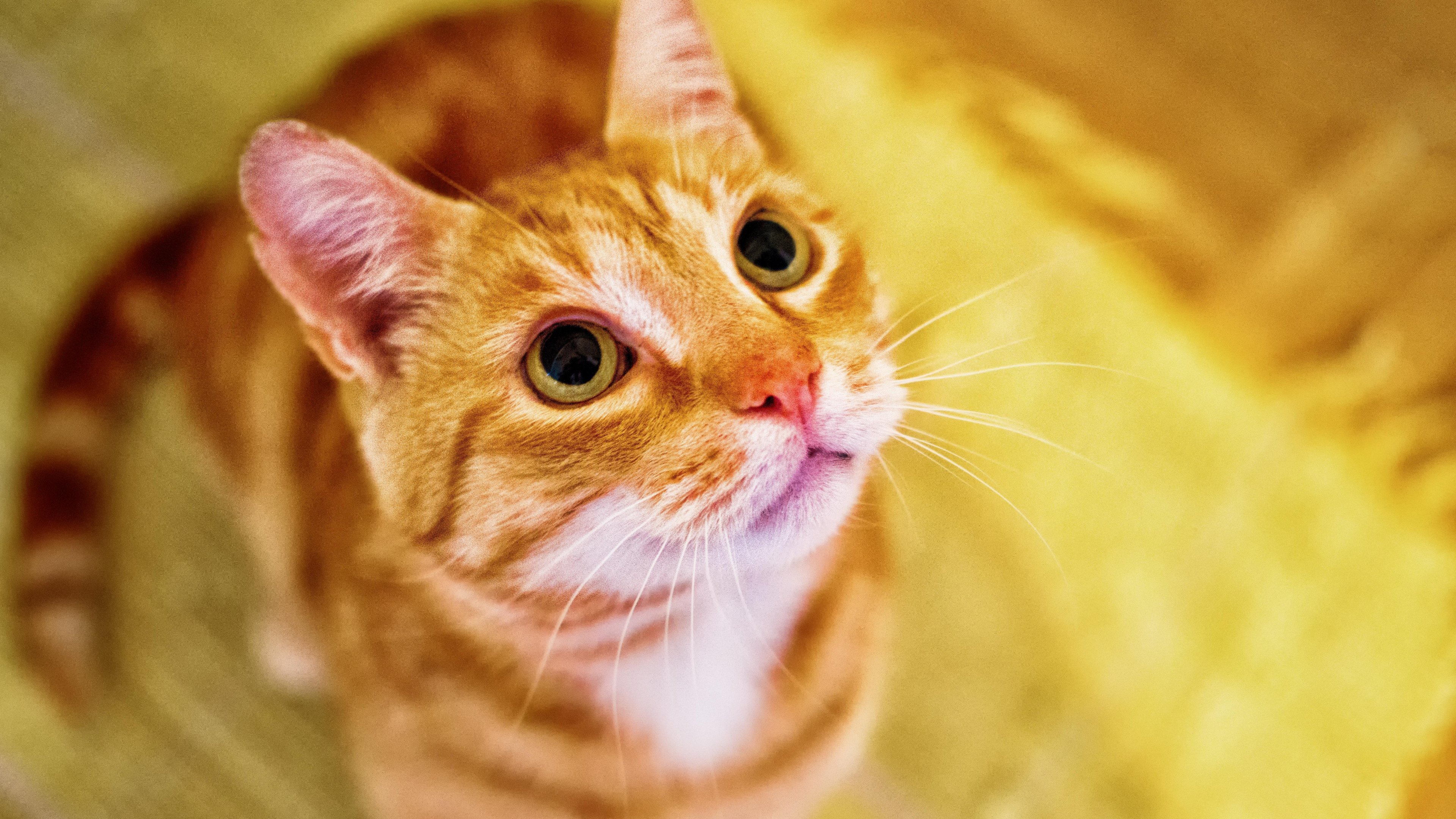 Orange Cat Looking Up Wallpaper iPhone Android Desktop