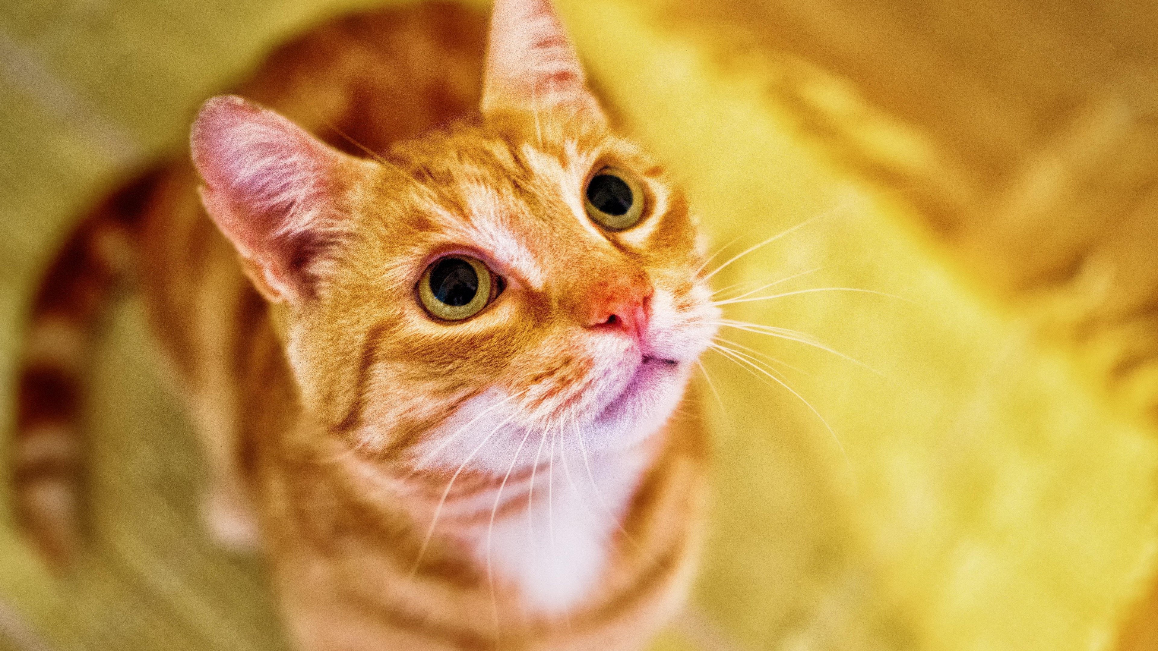 [27+] Orange Cat Wallpapers | WallpaperSafari.com