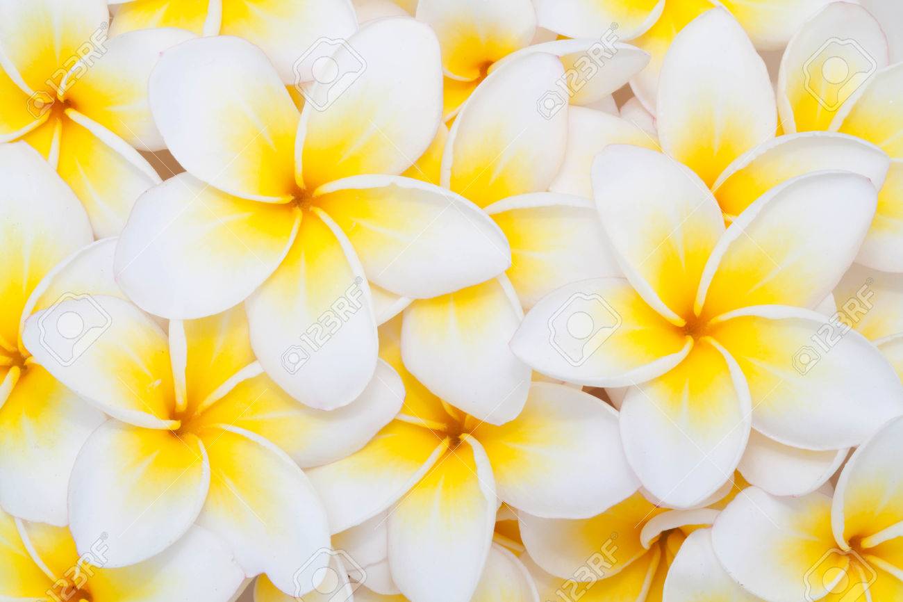 Free download Plumeria Flower Background Stock Photo Picture And ...