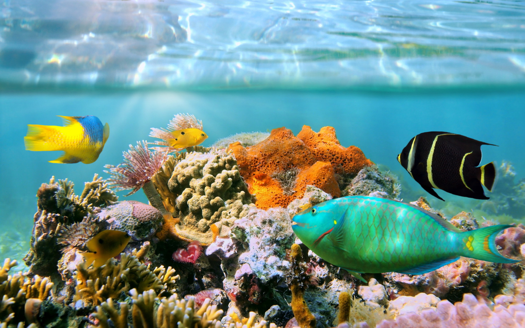 Coral Reef Wallpaper For Widescreen Desktop Pc