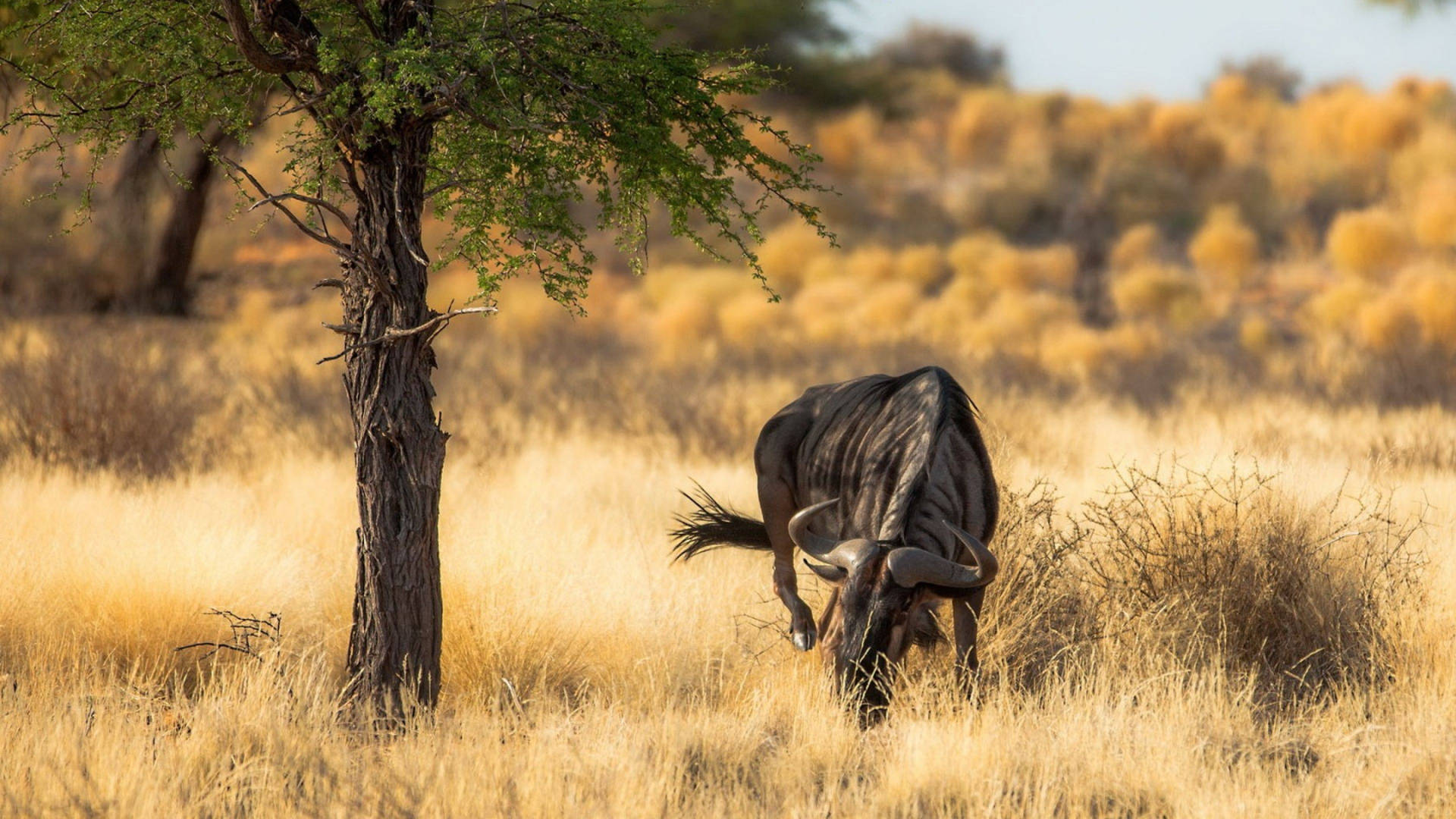 A majestic wildebeest grazes in the golden savanna, its dark coat contrasting against the dry grasses. A solitary tree stands nearby, offering a touch of green to the arid landscape