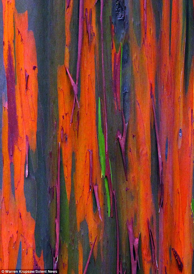 Said His Initial Reaction To The Trees Rainbow Bark Was Amazement