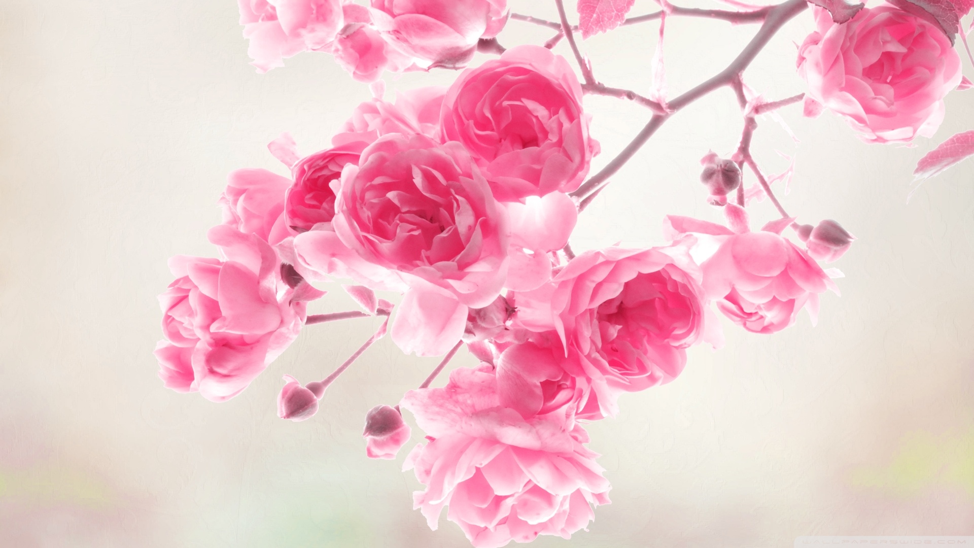 Pink Roses Flowers 4k HD Desktop Wallpaper For Ultra Tv