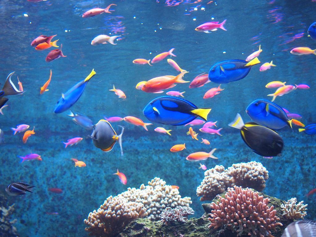 Beautiful Fish Wallpaper HD Picture One