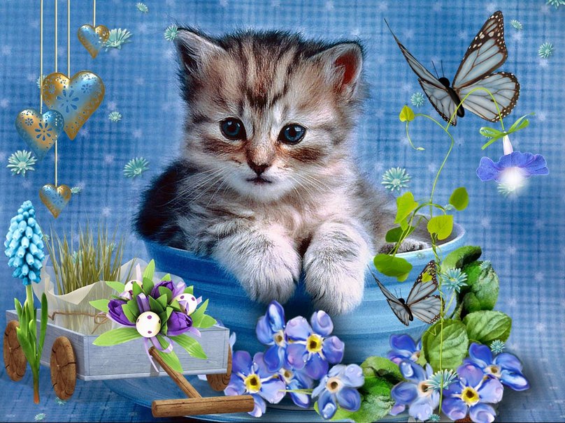 gato en primavera wallpaper   ForWallpapercom