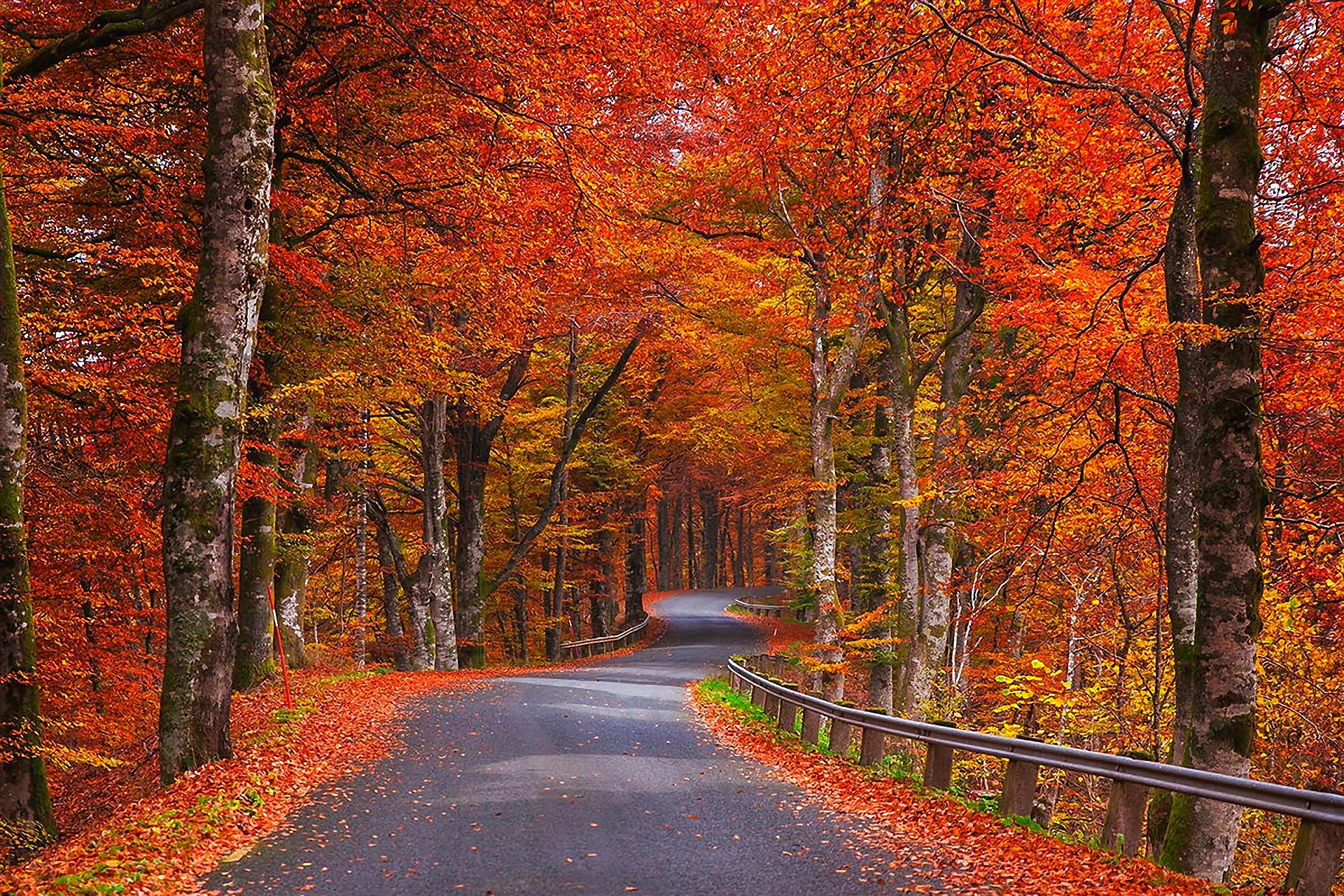 Nature Autumn Trees Foliage Road Sweden Wallpaper