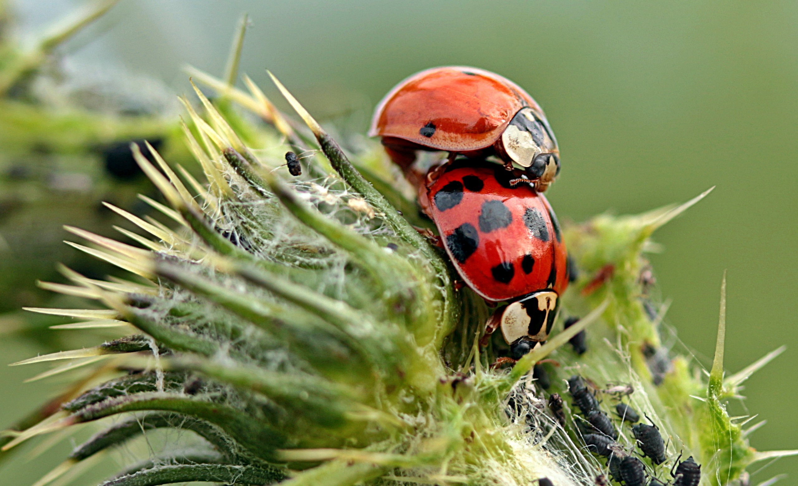 Wallpaper Ladybugs Insects Plant HD Background